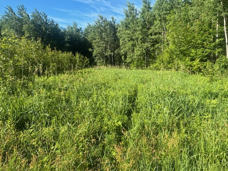 Unmaintained property boundary and pond perimeter with heavy brush growth