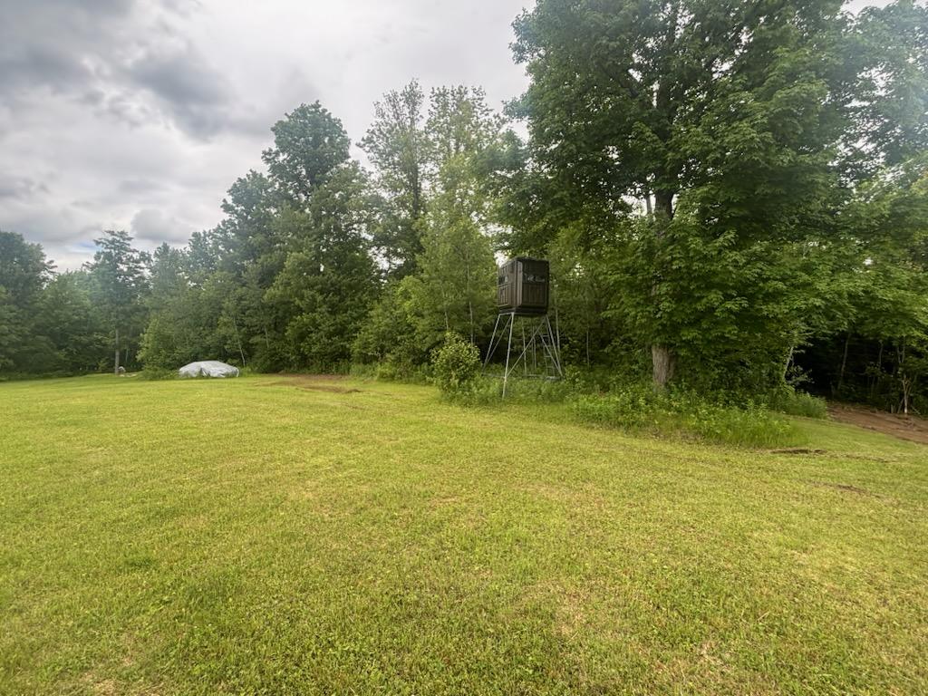 Overgrown brush covering a portion of a residential lot in Ladysmith, WI before clearing