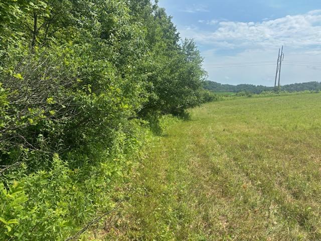 Dense fence line vegetation overgrowth before brush removal in Dunn County Wisconsin