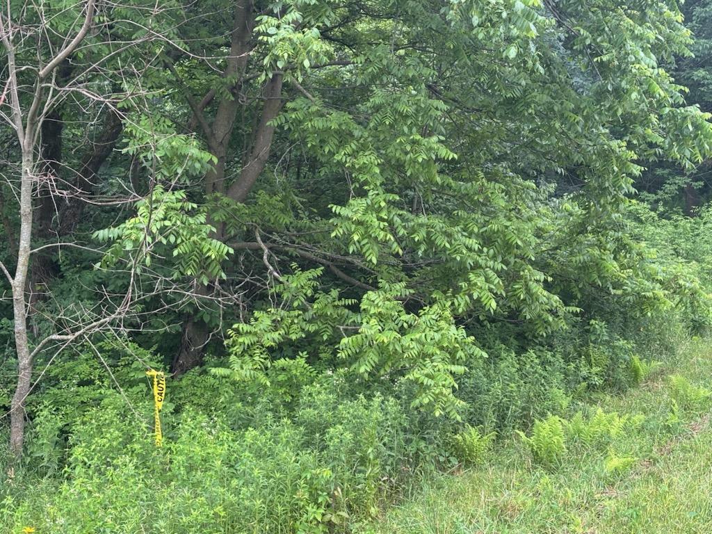 Prior to our work - there was thick brush which created very dark, low-light conditions.