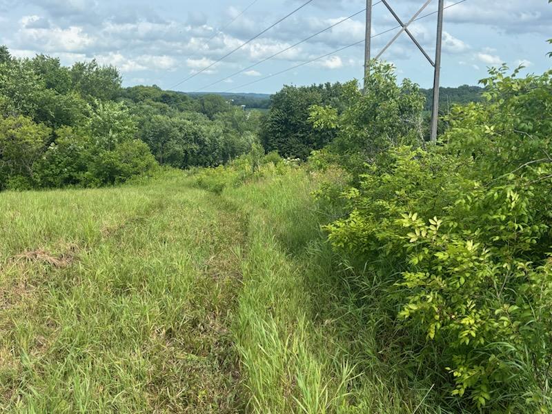 Overgrown brush and invasive weeds covering a fence line on a rural property in Spring Valley, WI before professional clearing